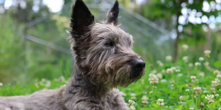 Scottish Terrier lying on a rug, one hind leg slightly raised as if in a mild cramp, soft indoor lighting