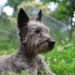 Scottish Terrier lying on a rug, one hind leg slightly raised as if in a mild cramp, soft indoor lighting