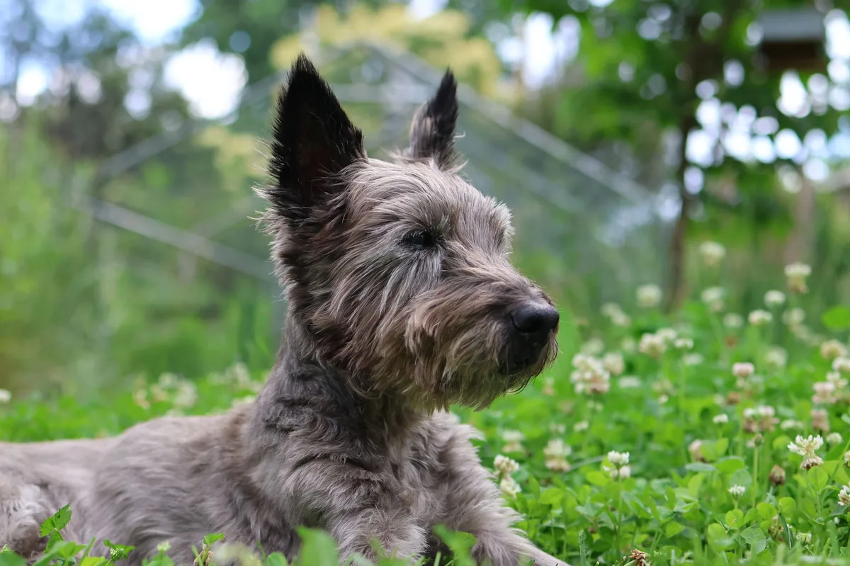 Scottish Terrier lying on a rug, one hind leg slightly raised as if in a mild cramp, soft indoor lighting