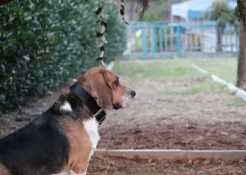 Senior Basset Hound with droopy lower eyelid, looking slightly uncomfortable but alert