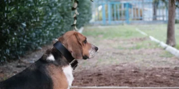 Senior Basset Hound with droopy lower eyelid, looking slightly uncomfortable but alert
