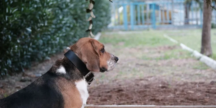 Senior Basset Hound with droopy lower eyelid, looking slightly uncomfortable but alert