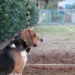 Senior Basset Hound with droopy lower eyelid, looking slightly uncomfortable but alert