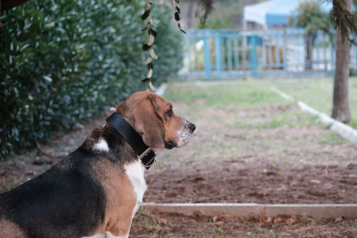 Senior Basset Hound with droopy lower eyelid, looking slightly uncomfortable but alert