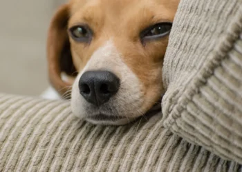 Senior Beagle lying on a soft couch, looking tired with a subtle cough