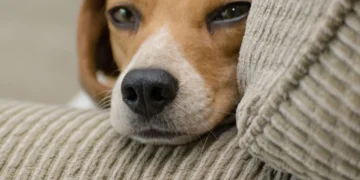 Senior Beagle lying on a soft couch, looking tired with a subtle cough