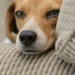 Senior Beagle lying on a soft couch, looking tired with a subtle cough