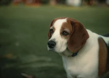 Senior Beagle pacing the kitchen, looking restless and thirsty, with a water bowl nearby
