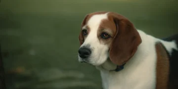 Senior Beagle pacing the kitchen, looking restless and thirsty, with a water bowl nearby