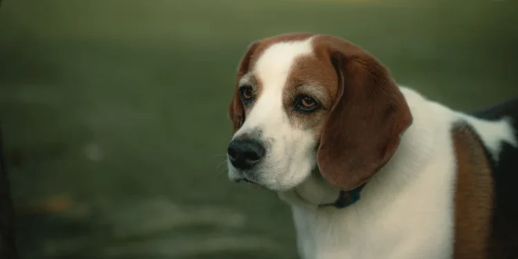 Senior Beagle pacing the kitchen, looking restless and thirsty, with a water bowl nearby