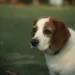Senior Beagle pacing the kitchen, looking restless and thirsty, with a water bowl nearby