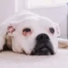 Senior Boxer lying on a soft rug, eyes half‑closed, looking tired
