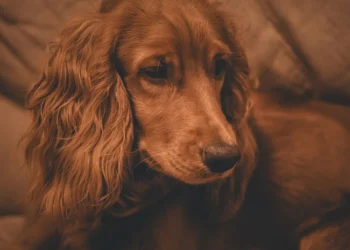 Senior Cocker Spaniel resting on a soft rug, looking tired and slightly coughing