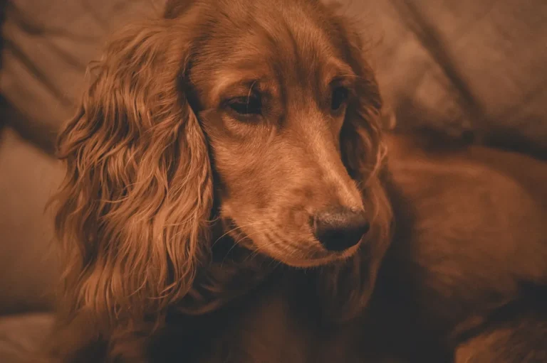 Congestive Heart Failure in Dogs