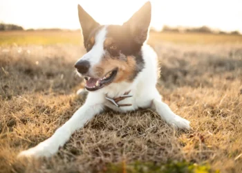 Senior Border Collie lying on a soft rug, looking tired but alert