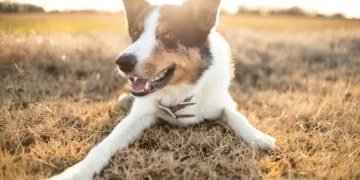 Senior Border Collie lying on a soft rug, looking tired but alert