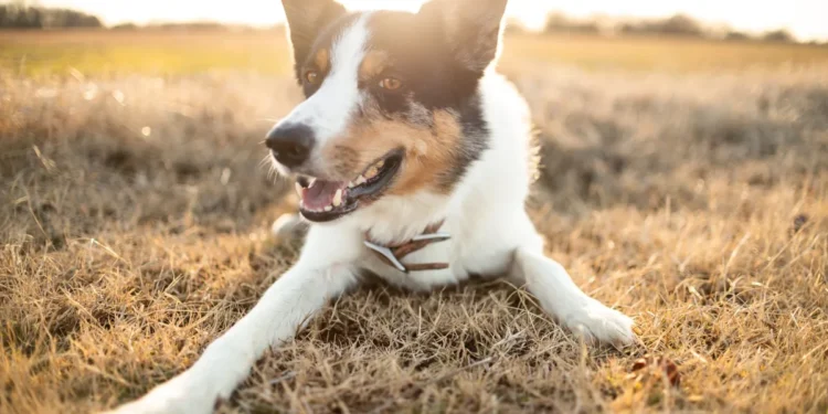 Senior Border Collie lying on a soft rug, looking tired but alert