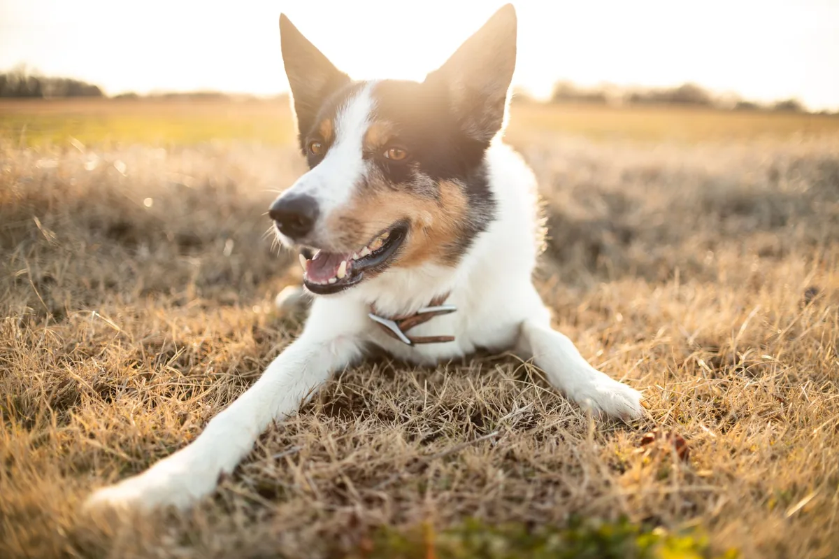 Senior Border Collie lying on a soft rug, looking tired but alert
