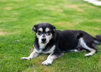 Senior mixed‑breed dog sitting beside a water bowl, looking curious but slightly lethargic