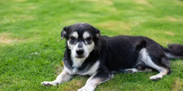 Senior mixed‑breed dog sitting beside a water bowl, looking curious but slightly lethargic