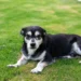 Senior mixed‑breed dog sitting beside a water bowl, looking curious but slightly lethargic