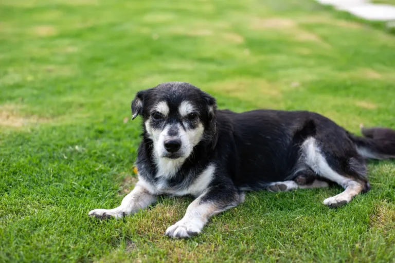 Chronic Kidney Disease (CKD) in Dogs