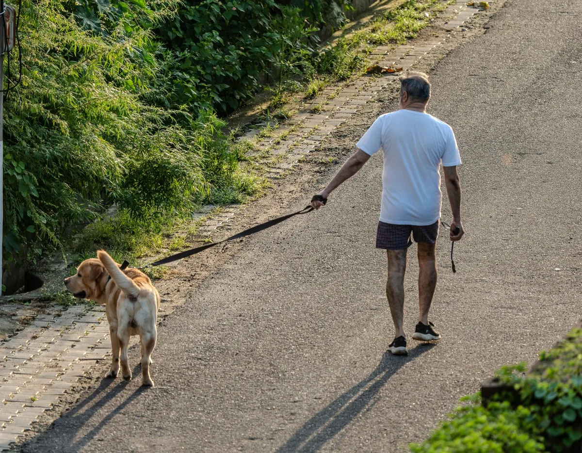 Veterinarian performing a gentle heart exam on a calm Labrador Retriever, stethoscope in hand