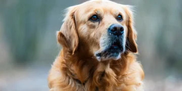 Senior golden retriever lying on a soft rug, dark patches visible on his elbows and nose
