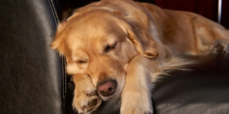 Senior golden retriever lying on a soft couch, looking tired but alert, with a subtle abdominal bulge
