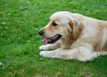 Senior Golden Retriever with pale gums, owner gently checking mouth, soft indoor lighting