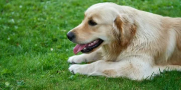 Senior Golden Retriever with pale gums, owner gently checking mouth, soft indoor lighting