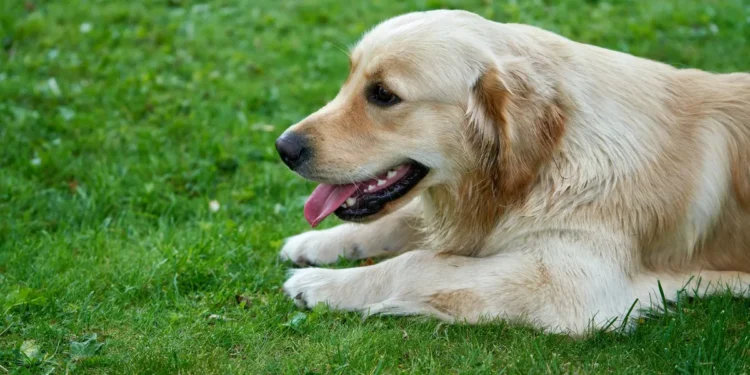 Senior Golden Retriever with pale gums, owner gently checking mouth, soft indoor lighting