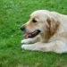 Senior Golden Retriever with pale gums, owner gently checking mouth, soft indoor lighting