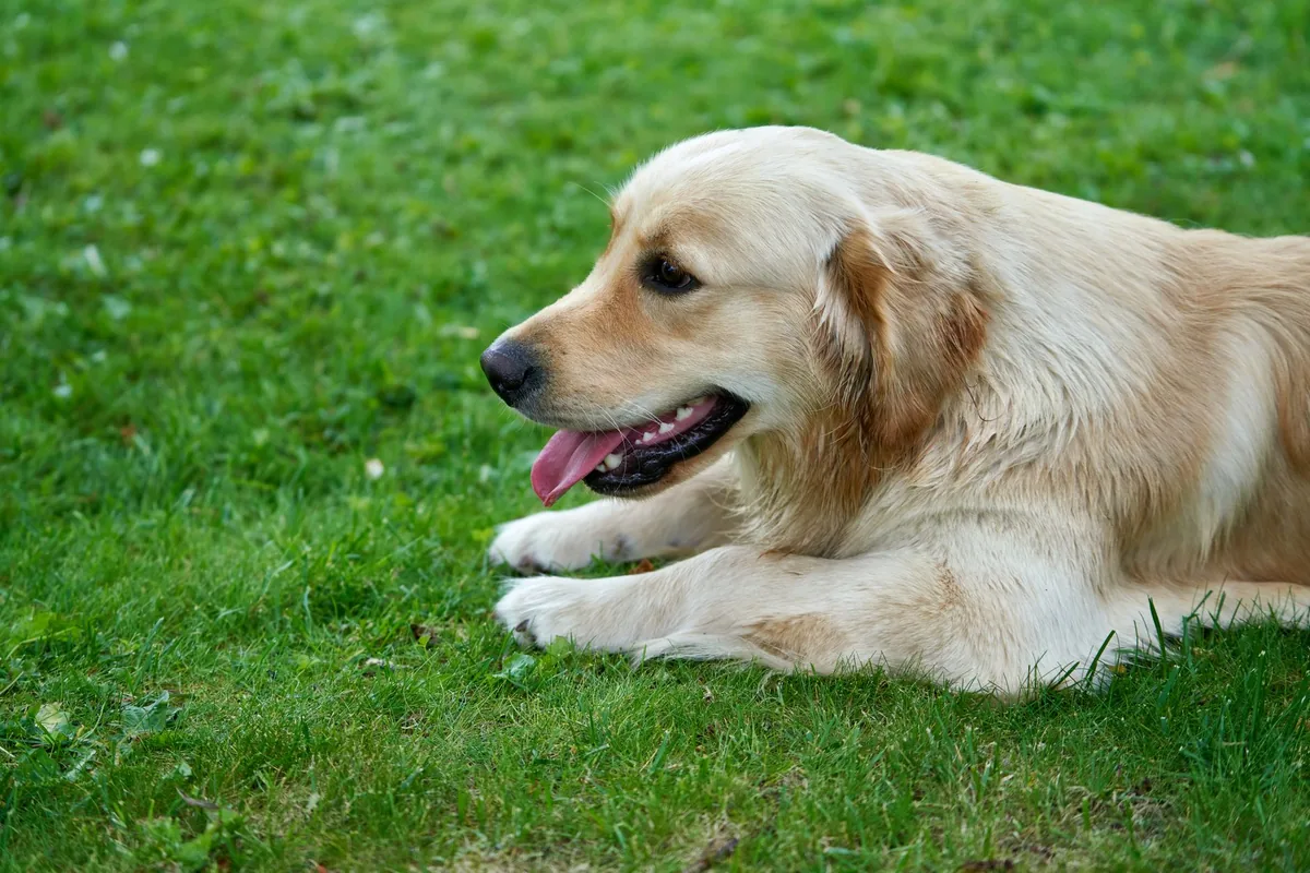 Senior Golden Retriever with pale gums, owner gently checking mouth, soft indoor lighting