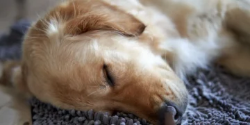 Senior Golden Retriever lying on a soft rug, looking tired and with slightly pale gums