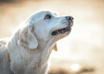 Senior golden retriever lying on a cozy rug, looking a little tired but still alert