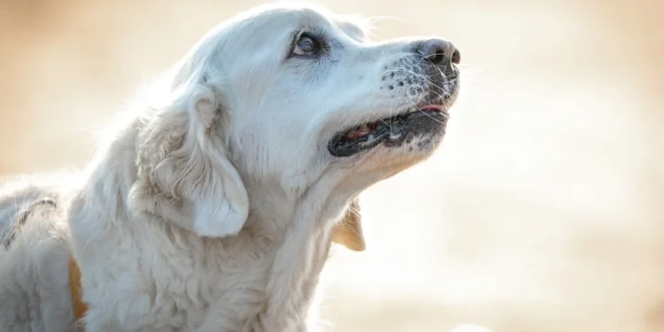 Senior golden retriever lying on a cozy rug, looking a little tired but still alert