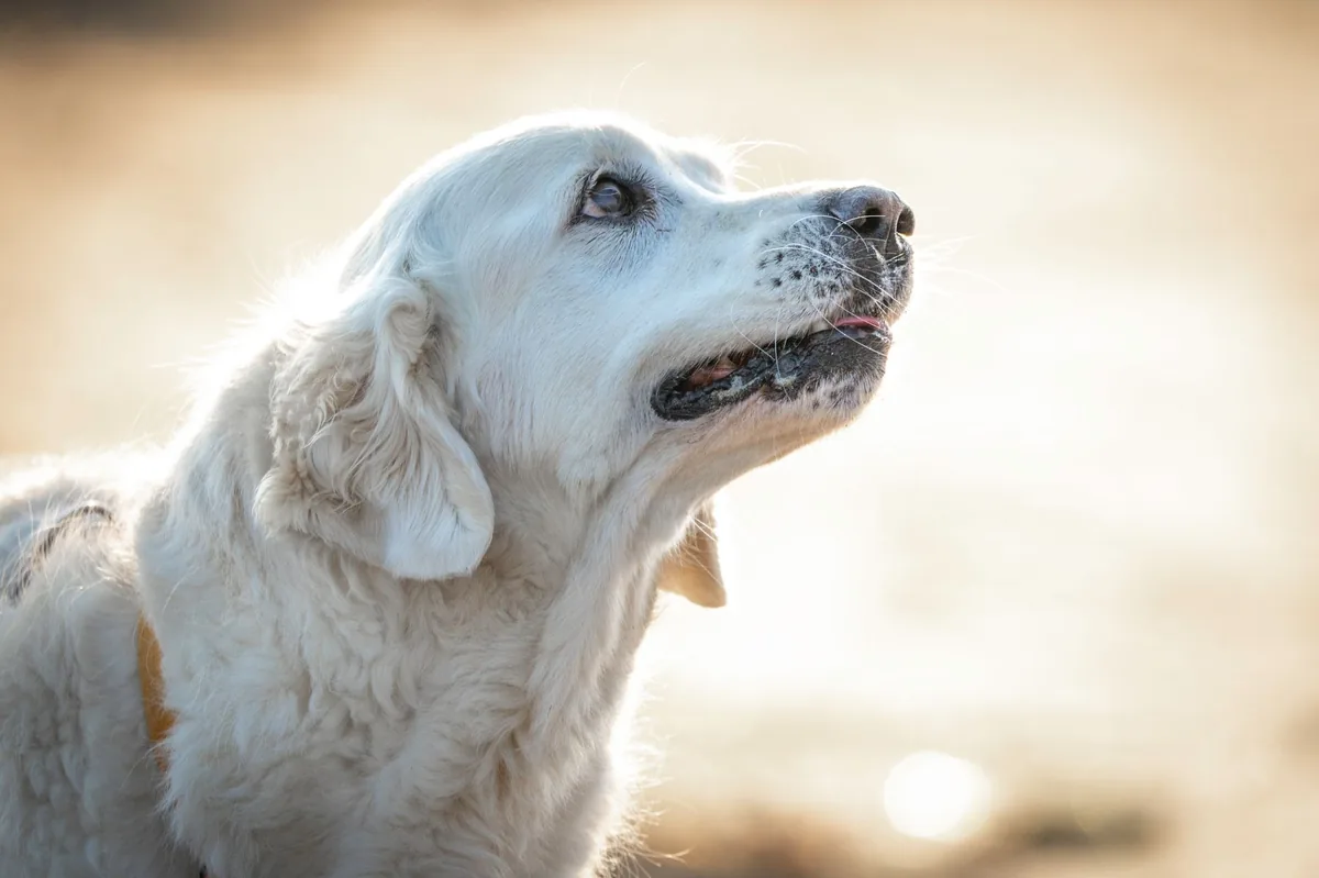 Senior golden retriever lying on a cozy rug, looking a little tired but still alert