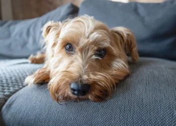 Senior Goldendoodle resting on a couch, looking slightly lethargic with a concerned owner checking her pulse