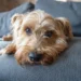 Senior Goldendoodle resting on a couch, looking slightly lethargic with a concerned owner checking her pulse
