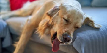 Senior Golden Retriever lying on a rug, looking weak with pale gums, owner looking concerned