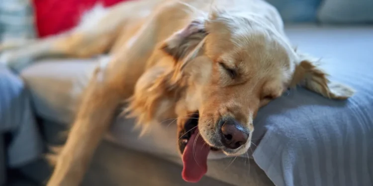 Senior Golden Retriever lying on a rug, looking weak with pale gums, owner looking concerned