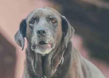 Senior Labrador Retriever with a subtle gray haze in one eye, sitting calmly on a couch, soft natural lighting