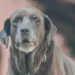 Senior Labrador Retriever with a subtle gray haze in one eye, sitting calmly on a couch, soft natural lighting