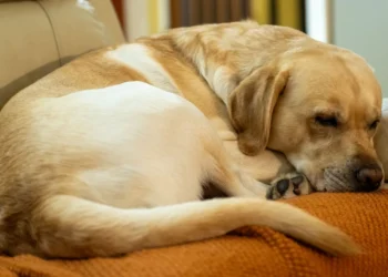 Senior Labrador Retriever curled up on a couch, looking lethargic and slightly uncomfortable