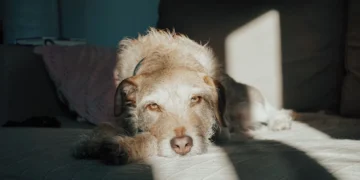 Senior mixed‑breed Labrador Retriever lying on a couch, looking tired and slightly pale around the mouth