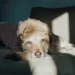 Senior mixed‑breed Labrador Retriever lying on a couch, looking tired and slightly pale around the mouth