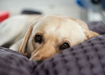 Senior Labrador Retriever lying on a soft bed, looking comfortable but with visible dry skin flakes on the back
