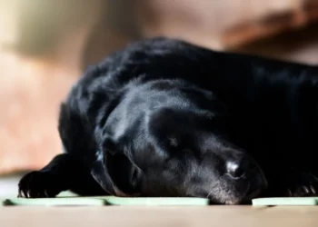 Senior mixed‑breed Labrador lying on a couch, pale gums visible, looking tired and slightly bruised on the belly
