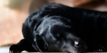 Senior mixed‑breed Labrador lying on a couch, pale gums visible, looking tired and slightly bruised on the belly